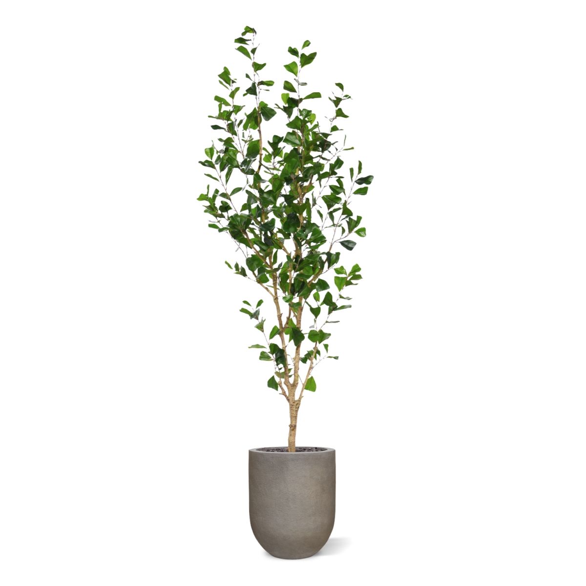 Ficus Triangularis Kunstboom 180cm