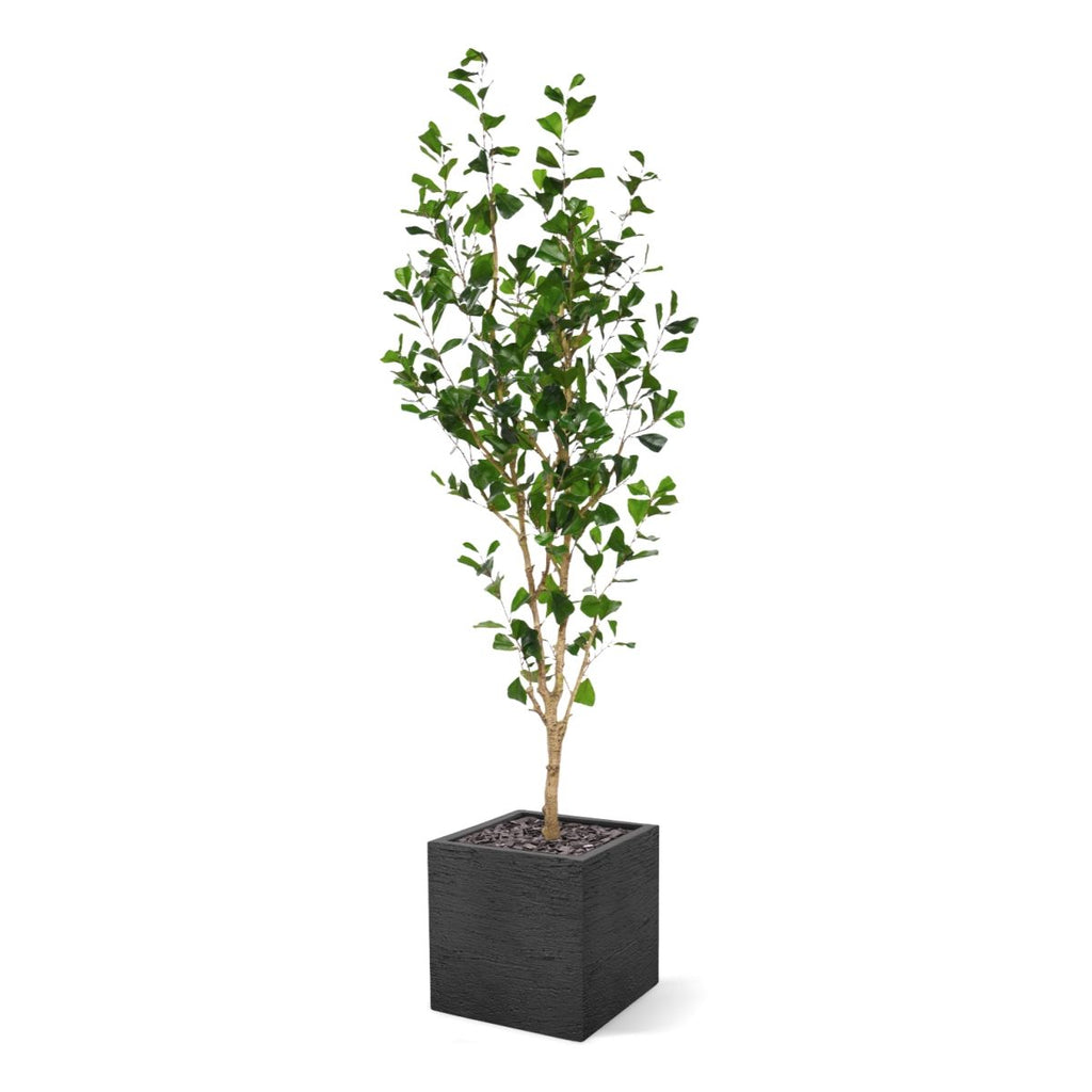 Ficus Triangularis Kunstboom 180cm