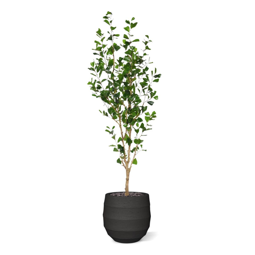 Ficus Triangularis Kunstboom 180cm