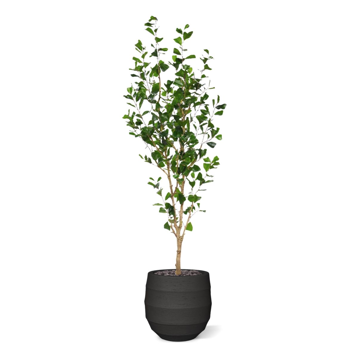 Ficus Triangularis Kunstboom 180cm