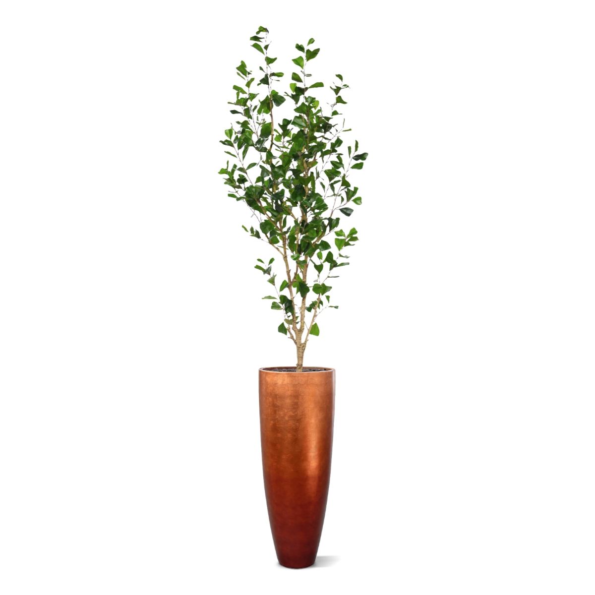 Ficus Triangularis Kunstboom 180cm