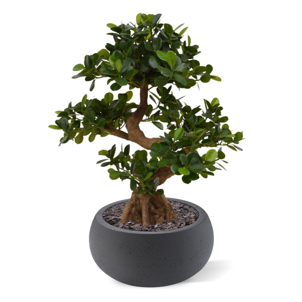 Panda Bonsai kunstboom op voet 70cm