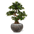 Panda Bonsai kunstboom op voet 70cm