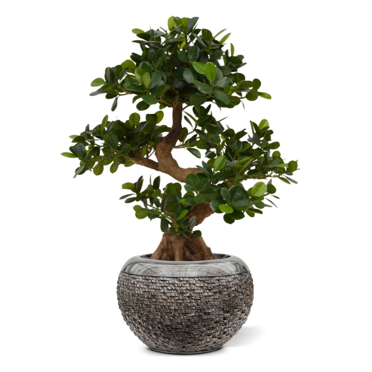 Panda Bonsai kunstboom op voet 70cm