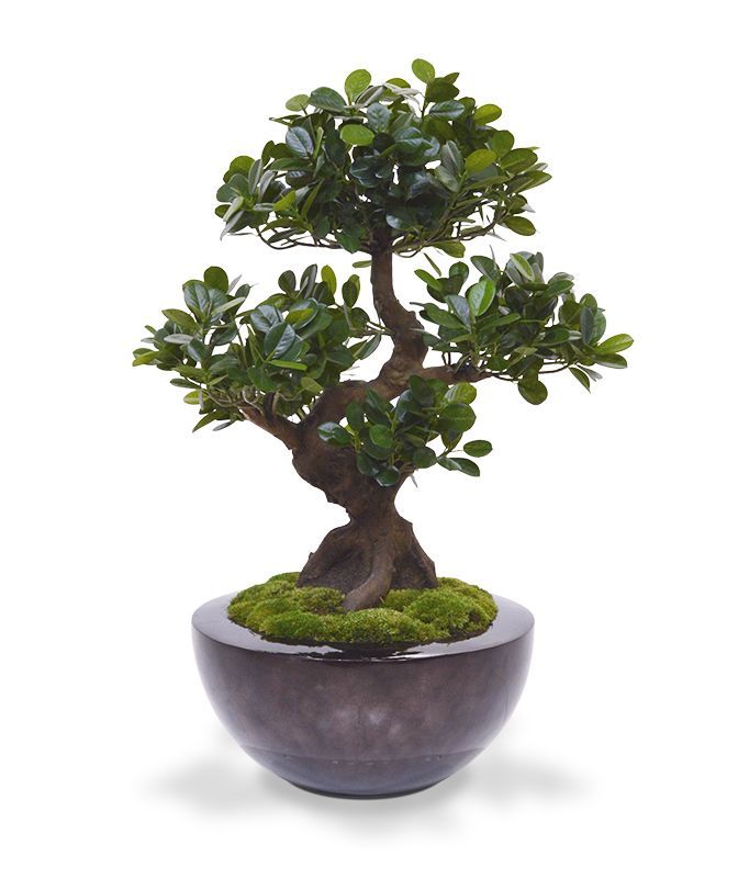Panda Bonsai kunstboom op voet 70cm