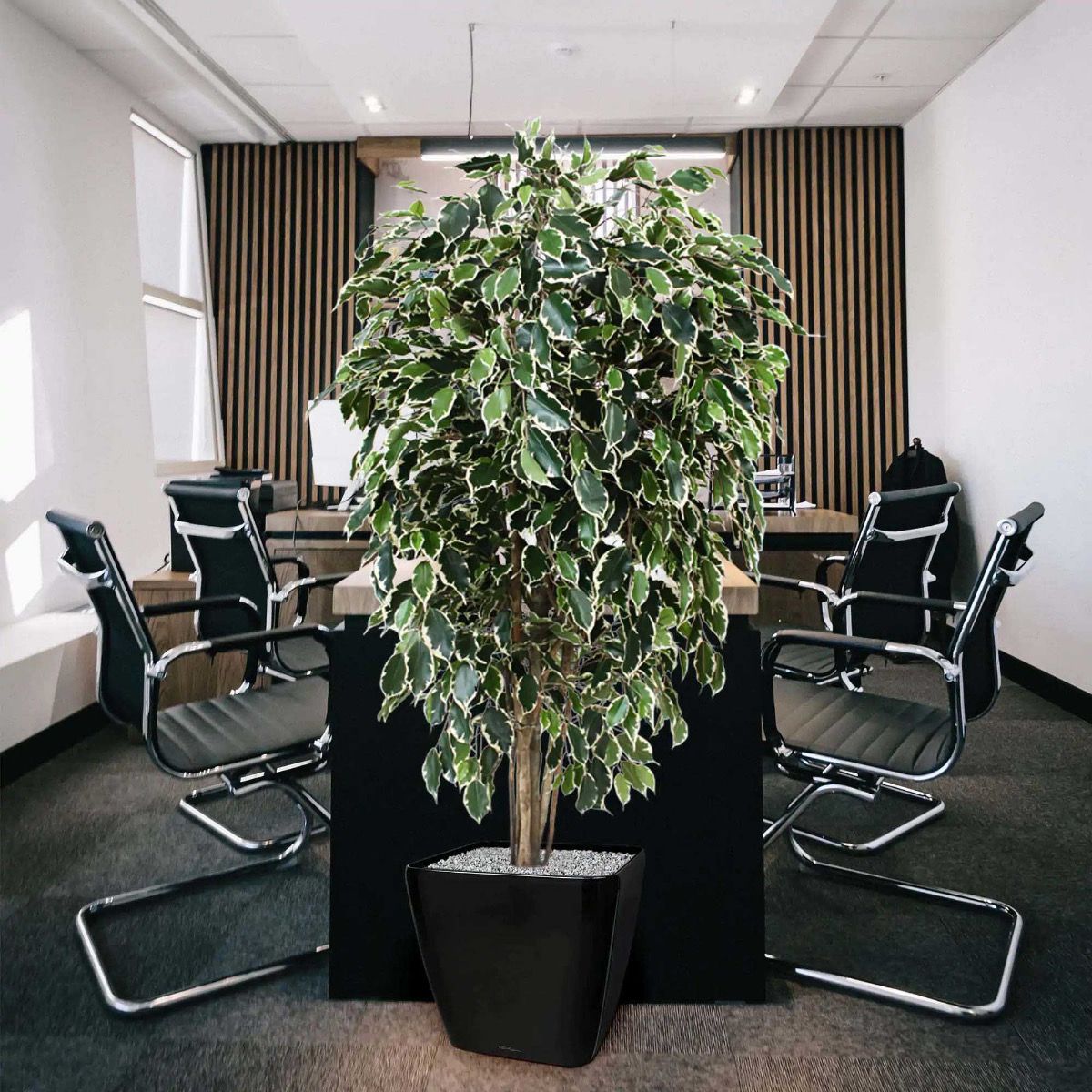 Ficus Exotica deluxe kunstboom 150cm - bont