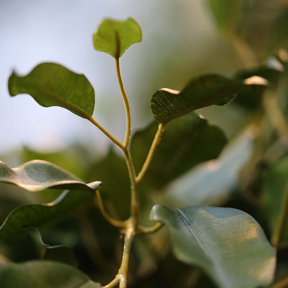 Ficus Exotica deluxe kunstplant 150cm - groen - FR - brandvertragend