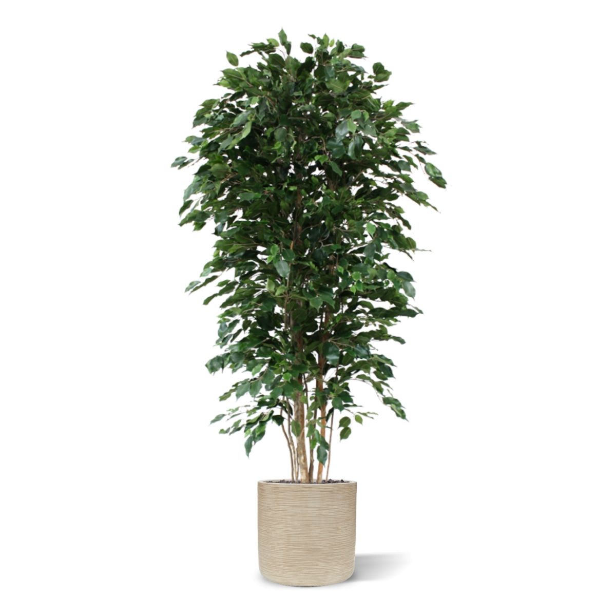 Ficus Exotica deluxe kunstboom 210cm - groen