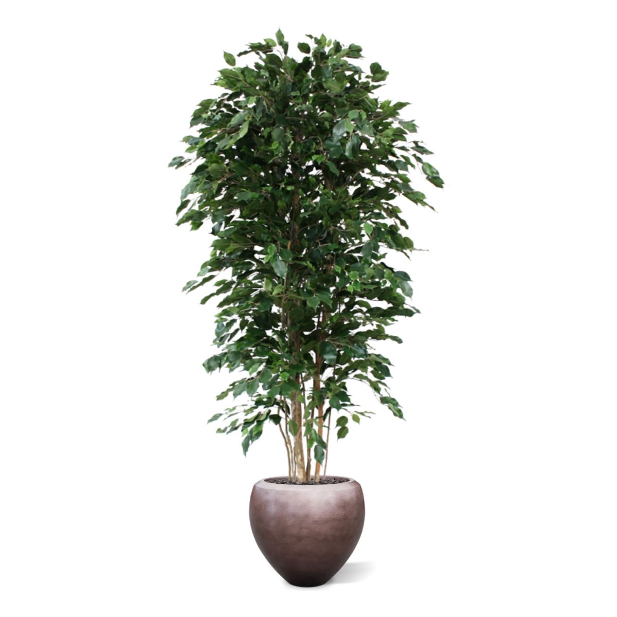 Ficus Exotica deluxe kunstboom 210cm - groen