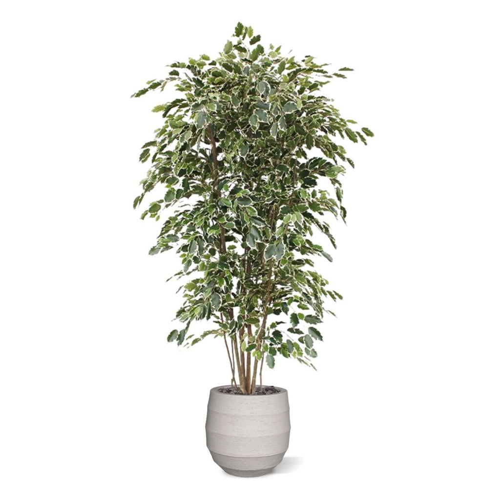 Ficus Exotica deluxe kunstboom 210cm - bont