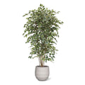 Ficus Exotica deluxe kunstboom 210cm - bont