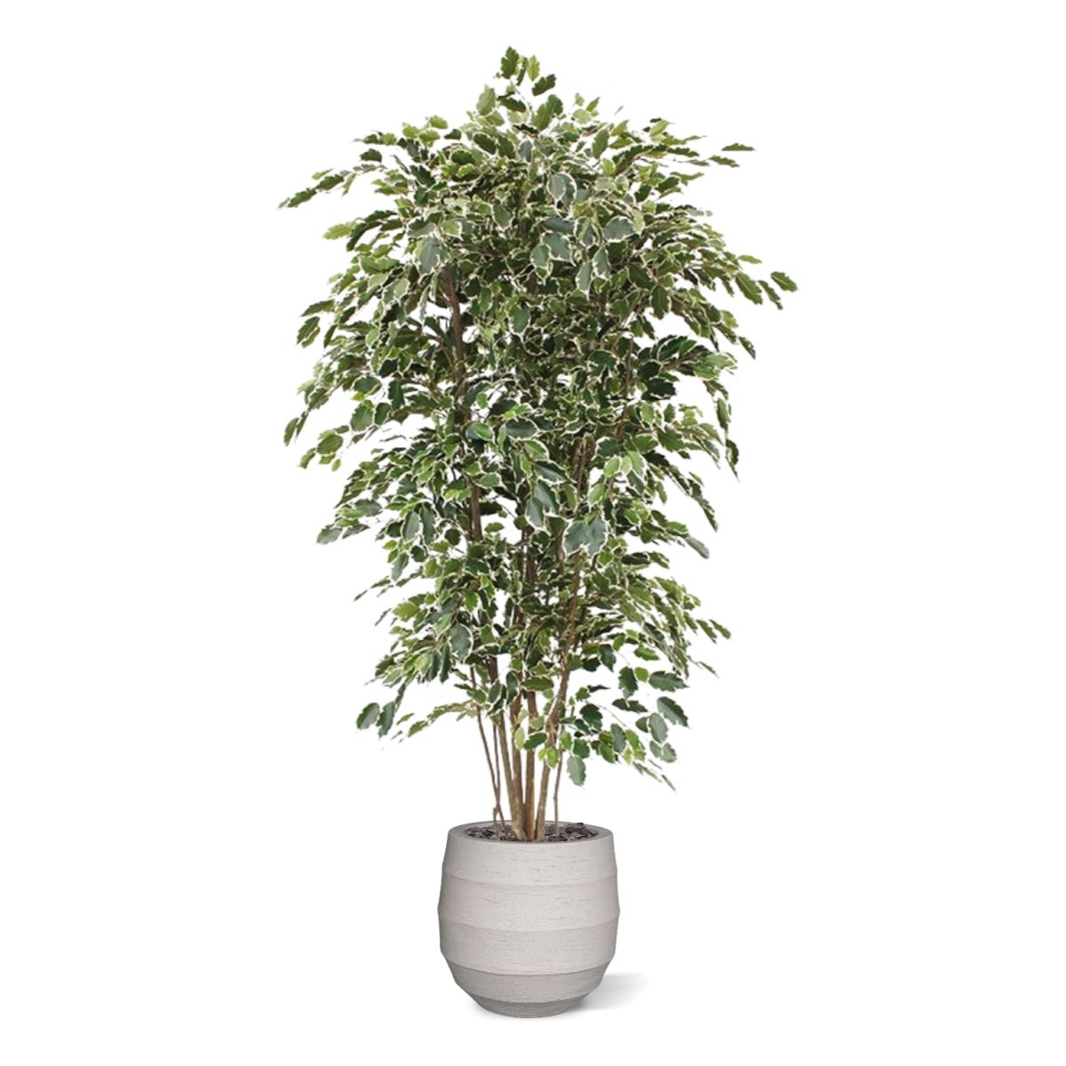 Ficus Exotica deluxe kunstboom 210cm - bont