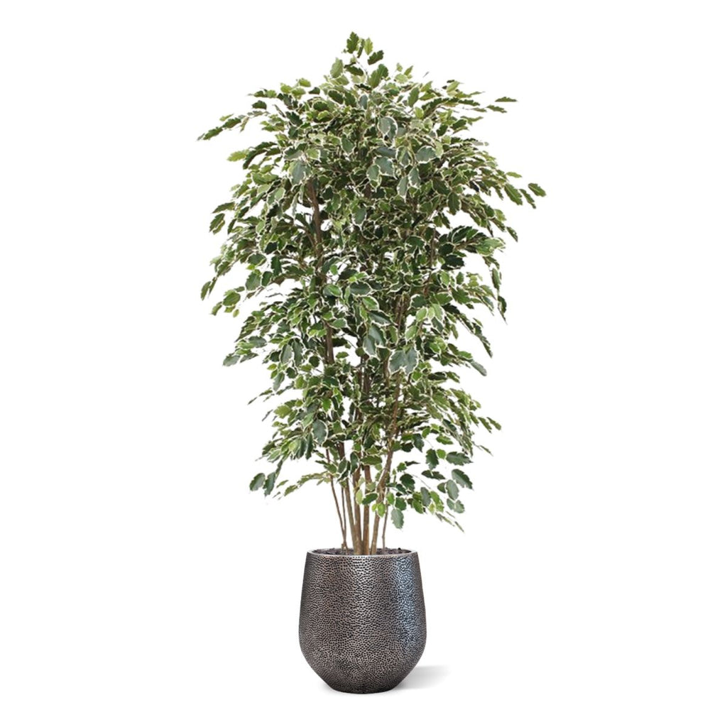 Ficus Exotica deluxe kunstboom 210cm - bont