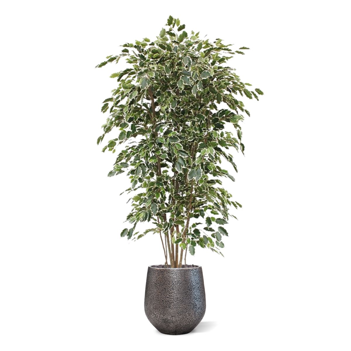 Ficus Exotica deluxe kunstboom 210cm - bont