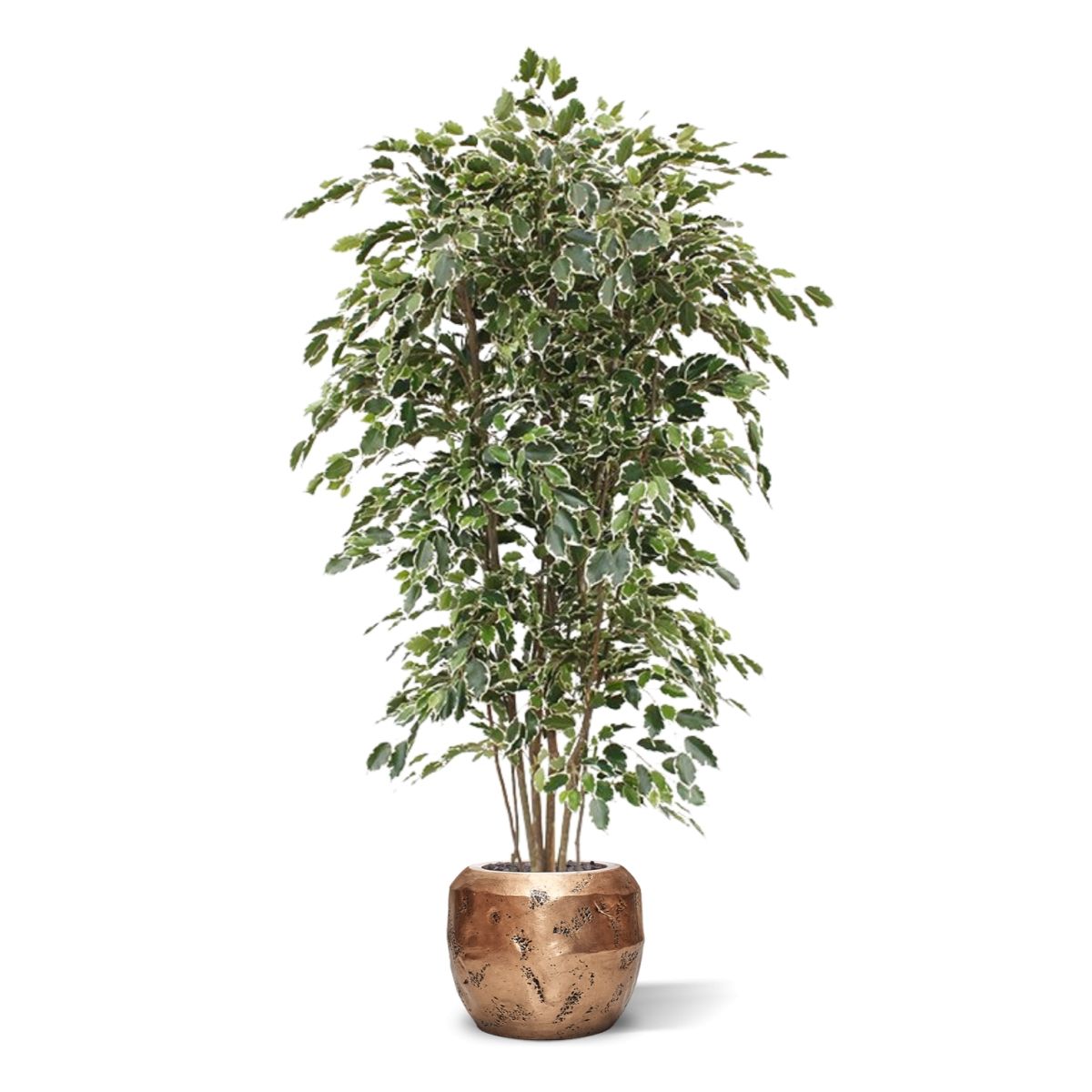 Ficus Exotica deluxe kunstboom 210cm - bont