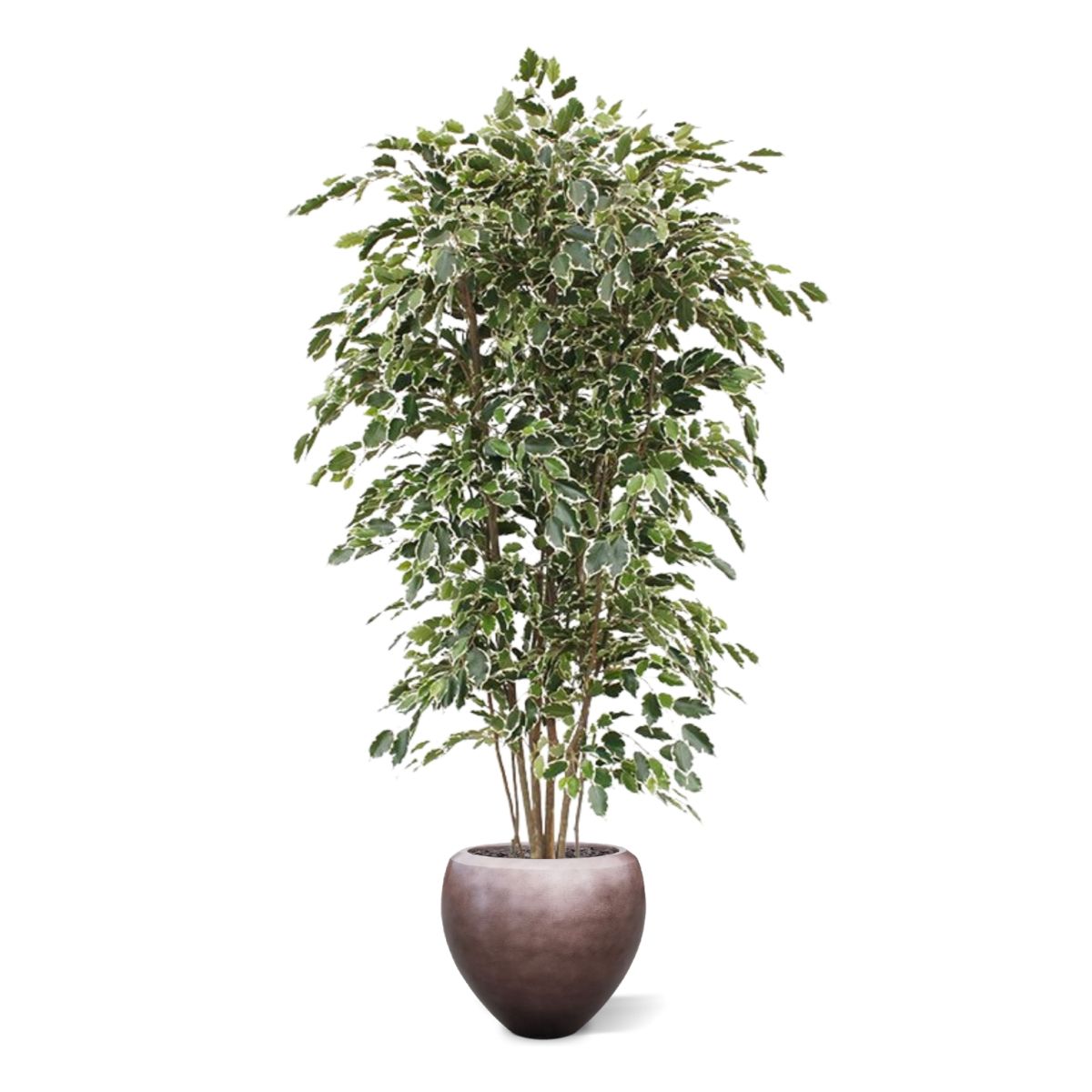 Ficus Exotica deluxe kunstboom 210cm - bont