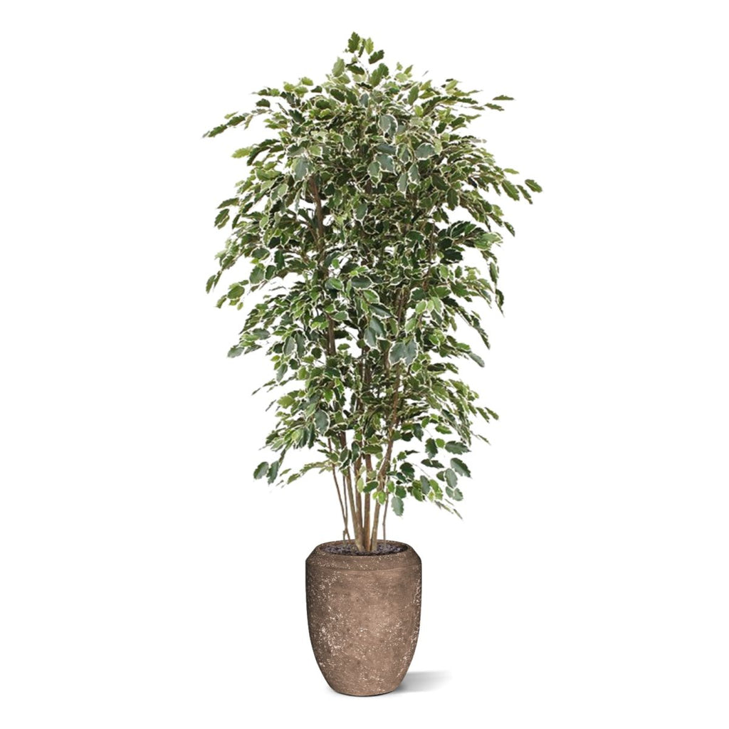 Ficus Exotica deluxe kunstboom 210cm - bont
