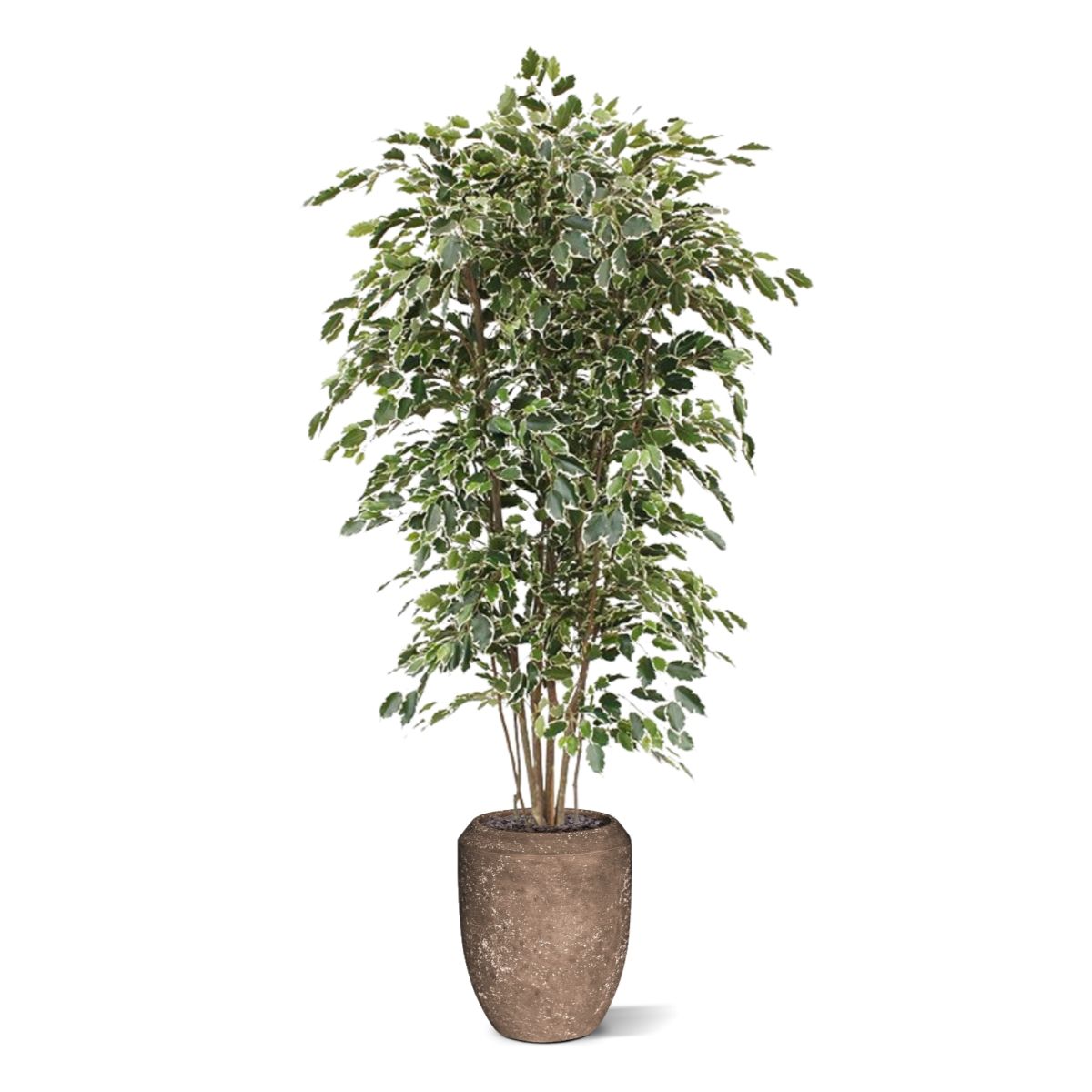 Ficus Exotica deluxe kunstboom 210cm - bont