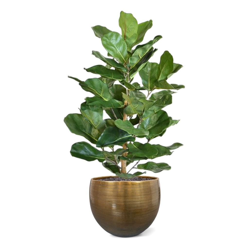 Lyrata Royal kunstplant 90cm