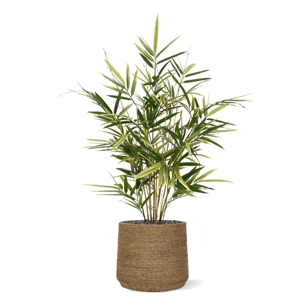 Royal Bamboe kunstplant 70cm - bont