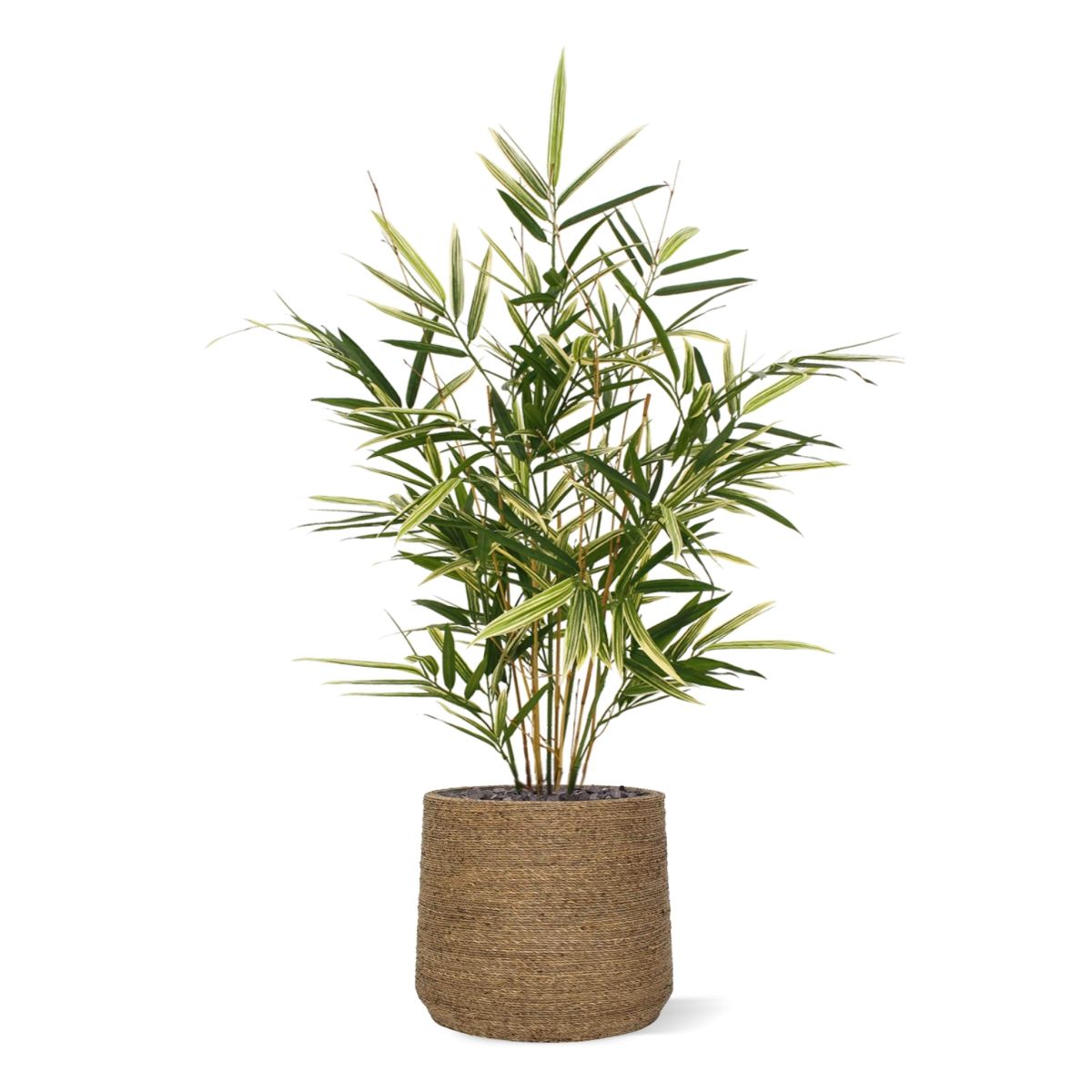 Royal Bamboe kunstplant 70cm - bont