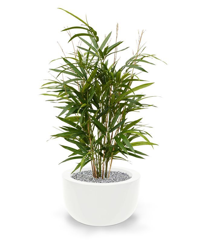 Royal Bamboe kunstplant 70cm - groen
