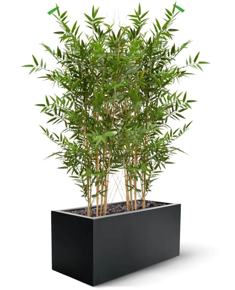 Hoogwaardige bamboeplant voor buiten, 120 cm hoog, UV-beschermd.