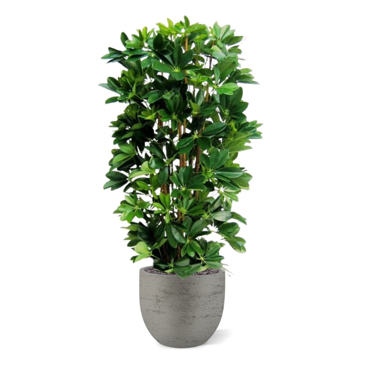 Schefflera kolom kunstplant 120cm
