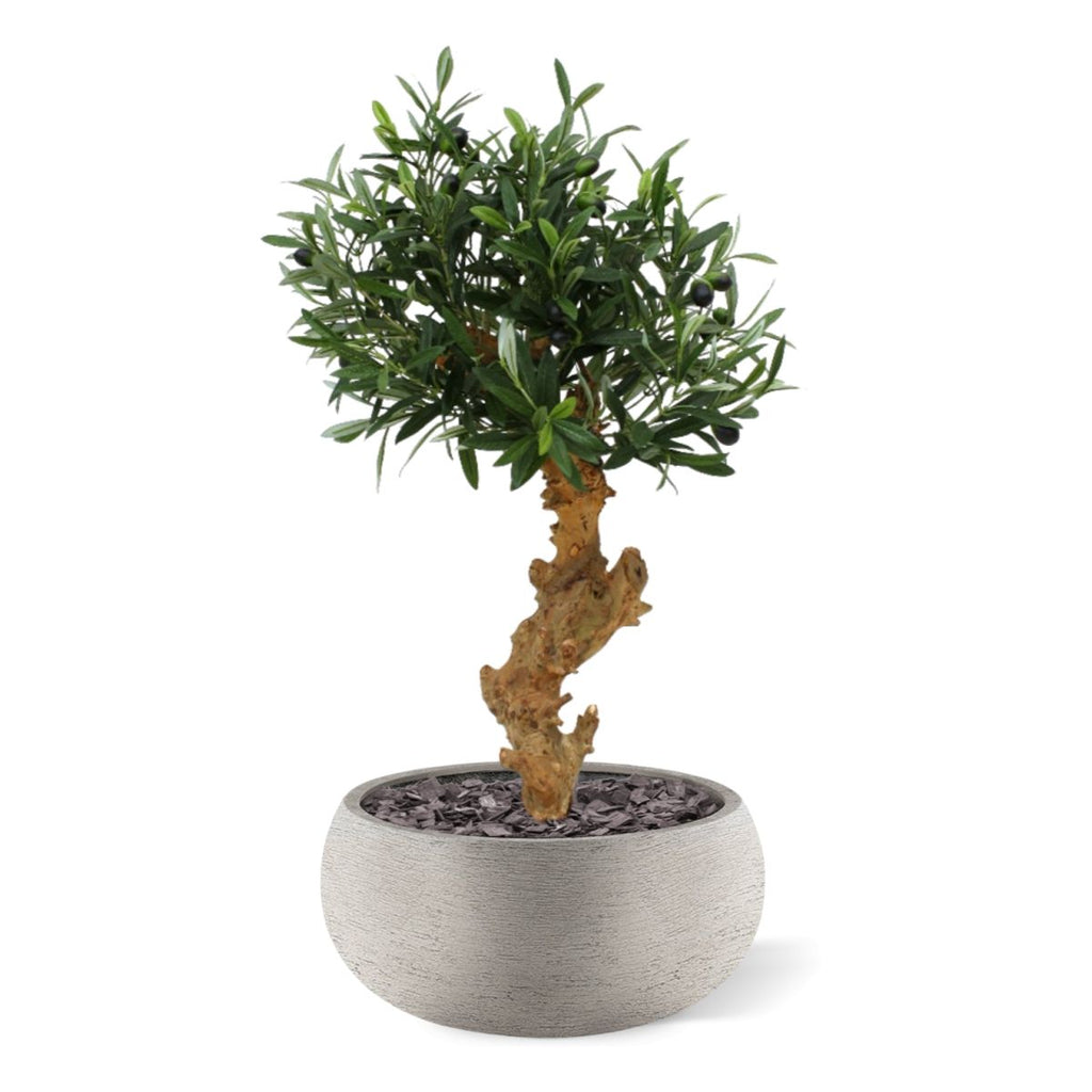 Olijf Bonsai deluxe kunstboom op voet 60cm