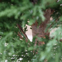 Outdoor Artificial Conifer tree 150 cm UV protected