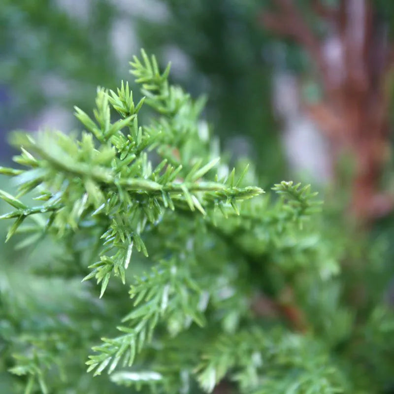 Outdoor Artificial Conifer tree 150 cm UV protected