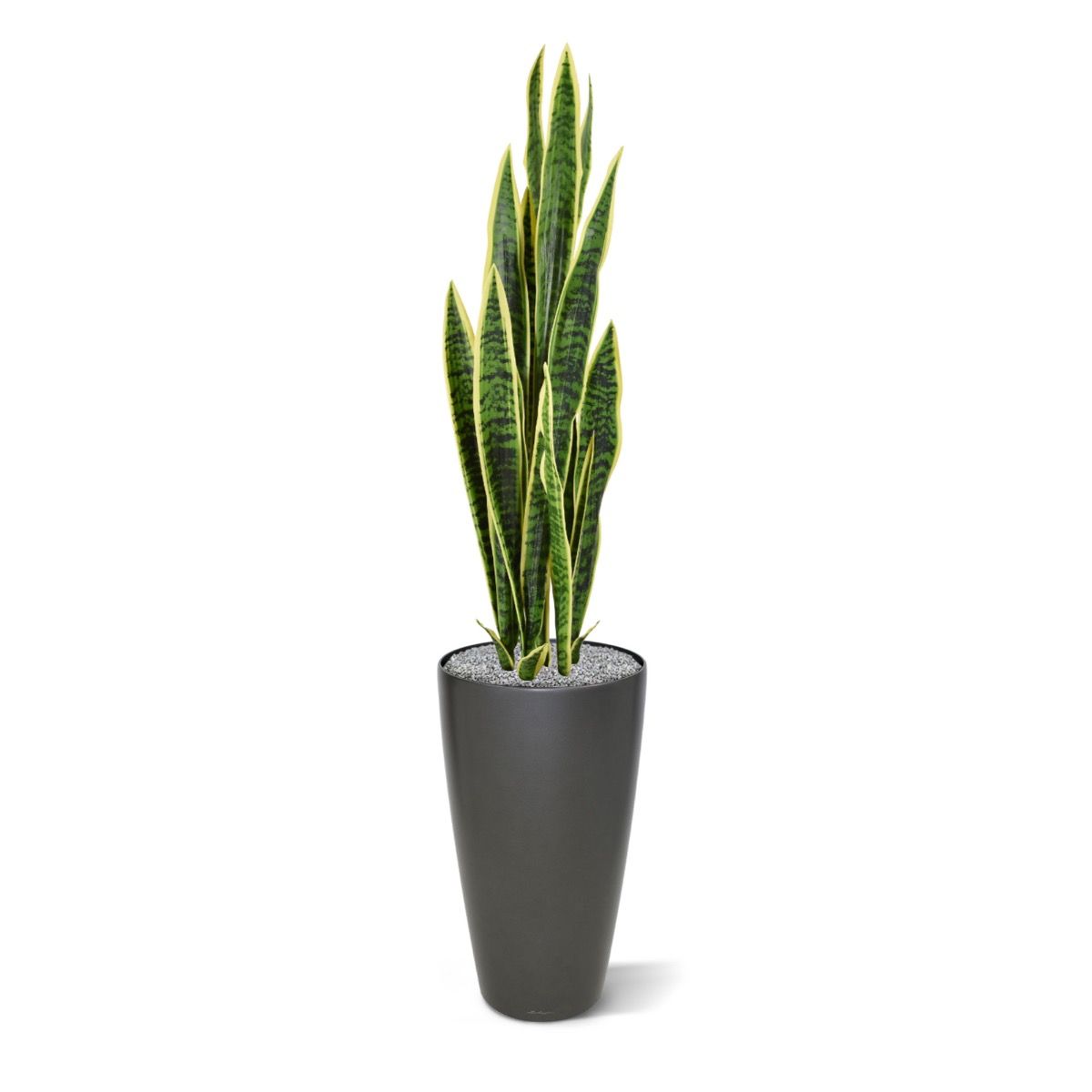 Sanseveria kunstplant 110cm - bont