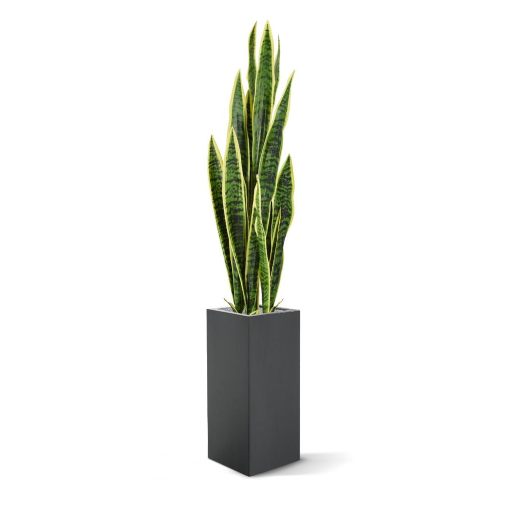 Sanseveria kunstplant 110cm - bont