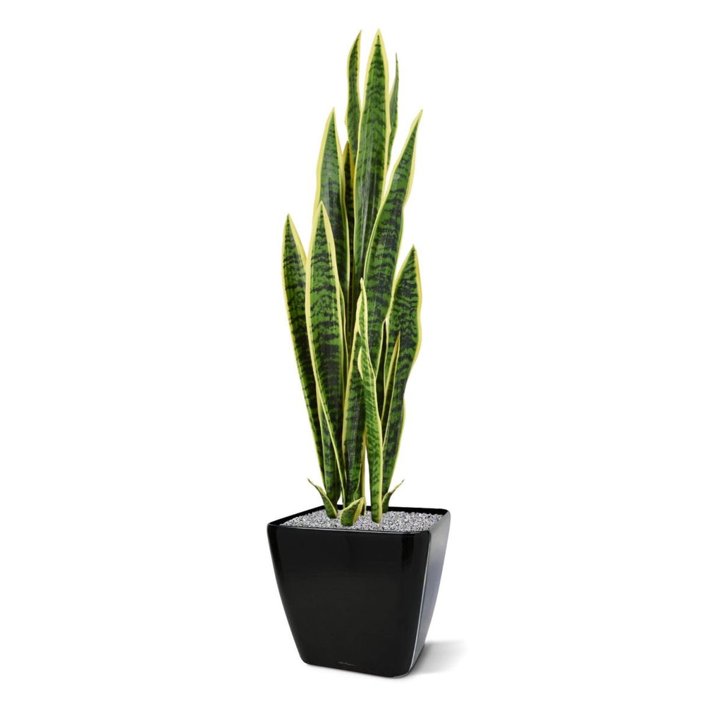 Sanseveria kunstplant 110cm - bont
