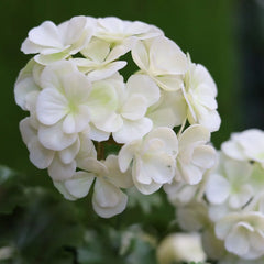 Artificial Geranium column plant 120cm UV creamy-white