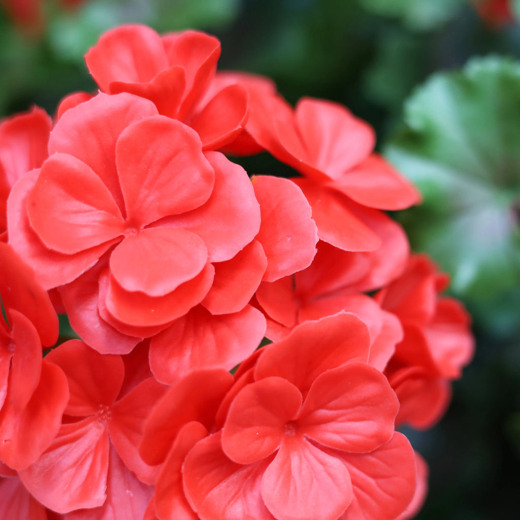 Geraniumbol kunstplant 70cm UV rood