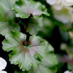 Artificial Geranium column plant 120cm UV creamy-white