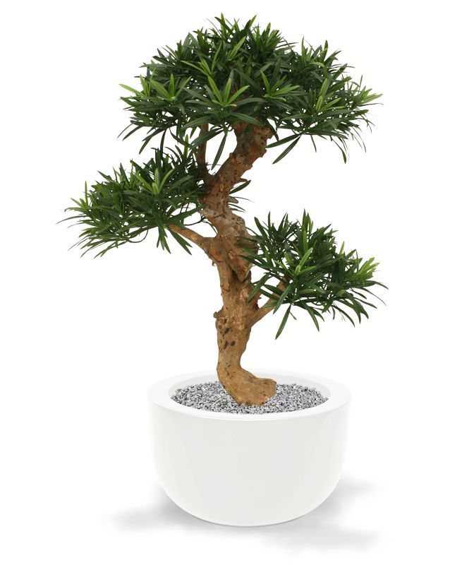 Podocarpus kunstbonsai boom deluxe op voet 65cm