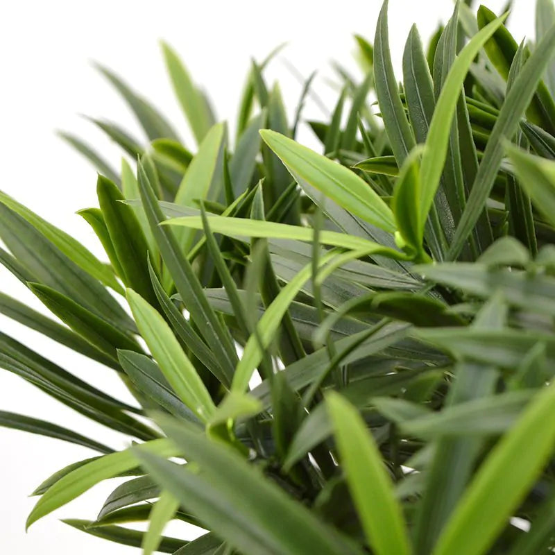 Kunstmatige Podocarpus-plant voor buiten op een echte houten stam van 70 cm met UV-bescherming.