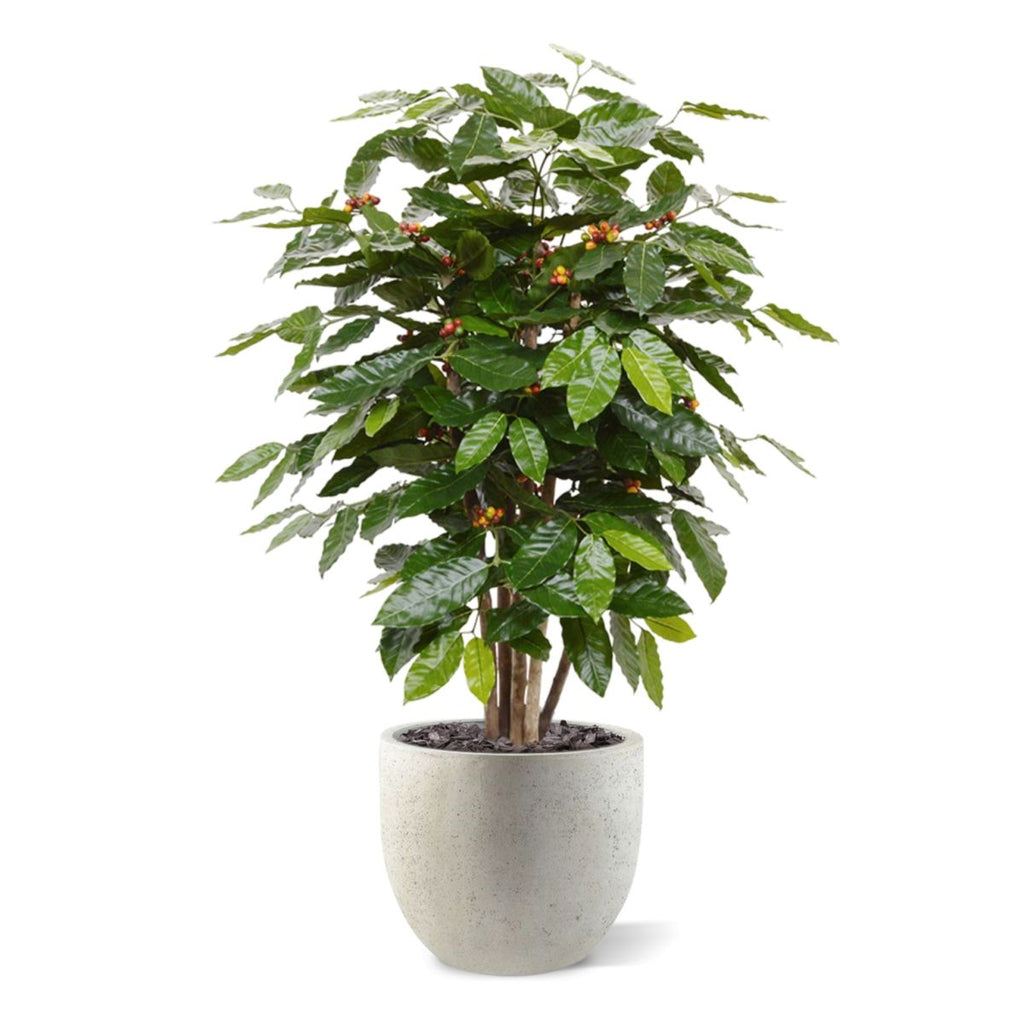 Coffee Arabica kunstplant 100cm