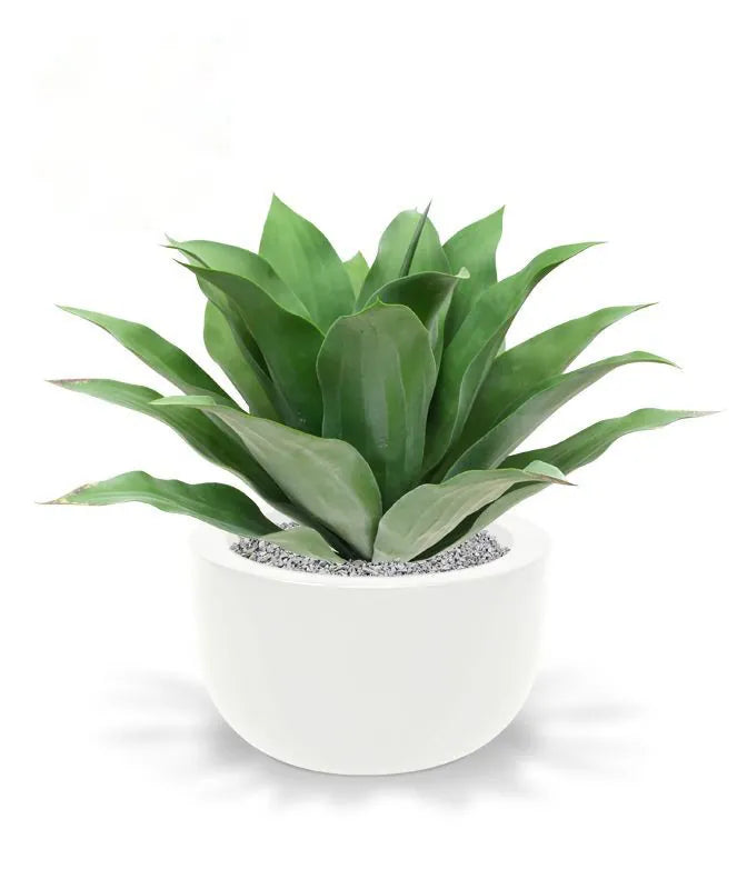 Agaveplant voor buiten, 70 cm hoog, UV-beschermd.