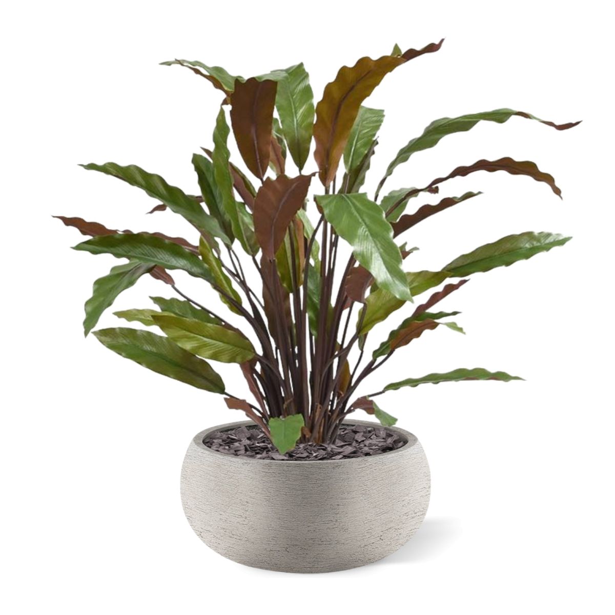 Calathea Red kunstplant 60cm