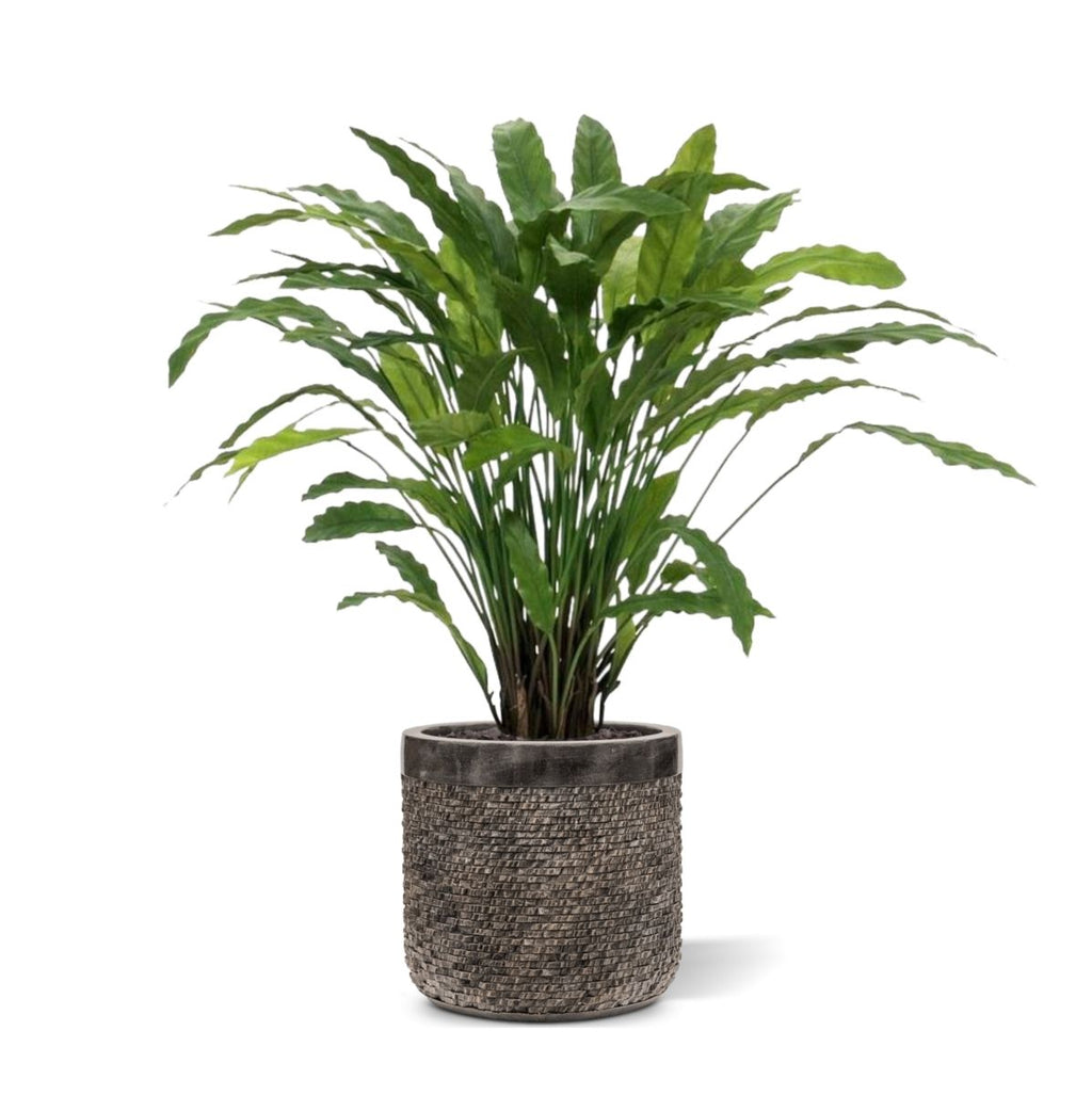 Calathea kunstplant 85cm - groen