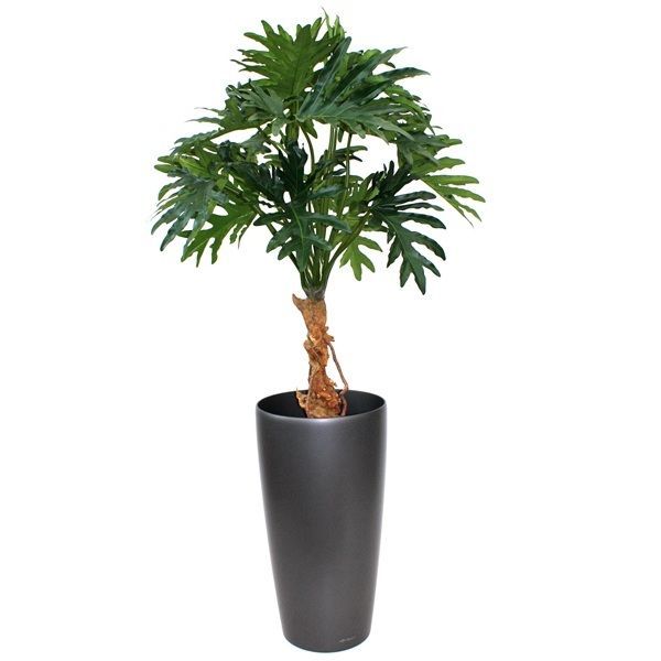 Philo Selloum kunstplant 130cm