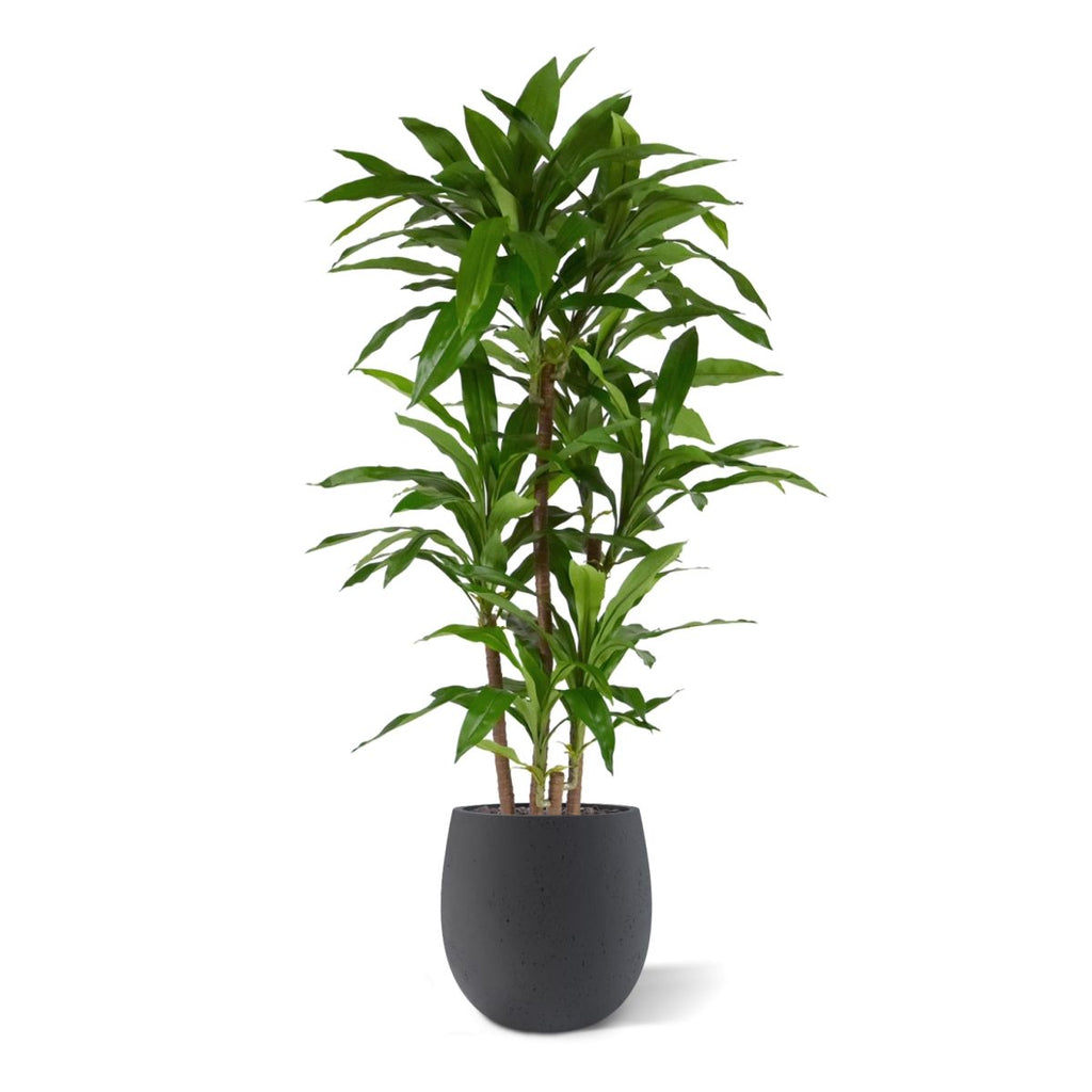 Draceana Fragrans XL Kunstplant 130cm