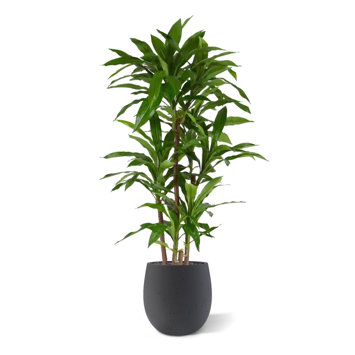 Draceana Fragrans XL Kunstplant 130cm