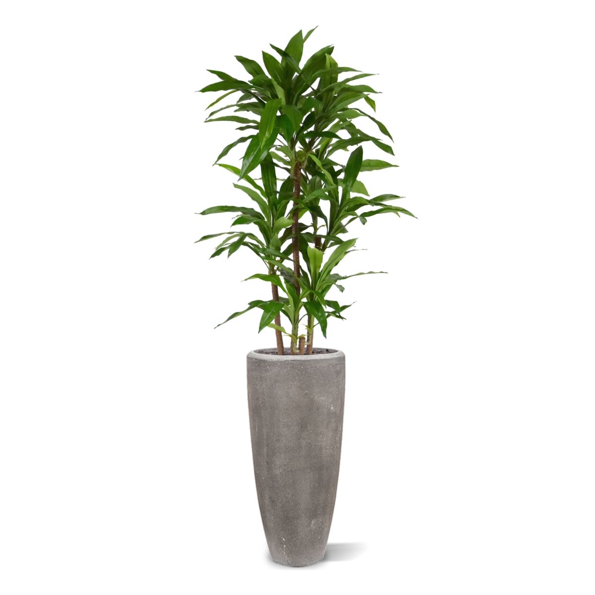 Draceana Fragrans XL Kunstplant 130cm