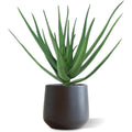 Aloë deluxe kunstplant 60cm