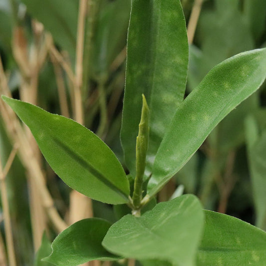 Draceana Surculosa kunstplant 70cm