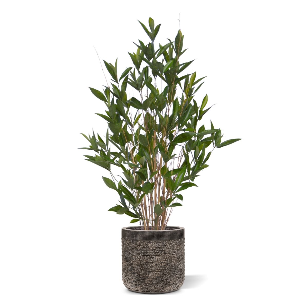 Draceana Surculosa kunstplant 110cm
